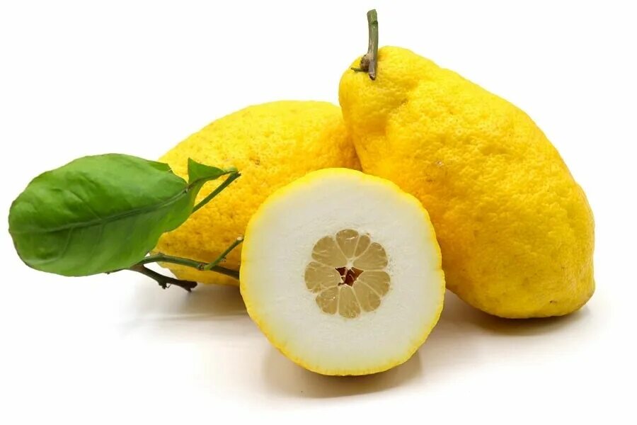 Седро аргентина. Ливадийский кедр. Седро фото. Cedro. Cedro.