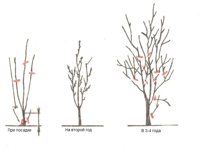 Вишня после посадки. Формирование кроны алычи схема.