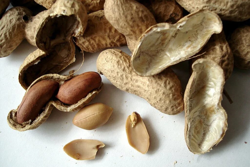 Земляной арахис. Земляной орех арахис. Арахис культурный Земляной орех. Сорт арахиса Валенсия. Арахис орех или боб