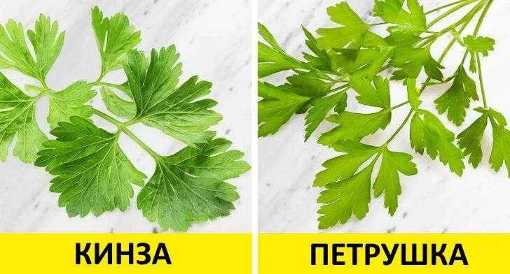 Кинза кориандр петрушка отличия. Сорт кинзы петрушка. Сорт кинзы петрушка. Кинза и петрушка. Чем отличается петрушки.