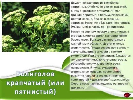 Болиголов растение фото описание