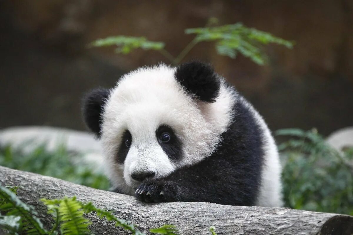 Очковая Панда. Большая Панда или бамбуковый медведь. Панда бамбуковый медведь. Большая бамбуковая Панда. Большая панда медведь