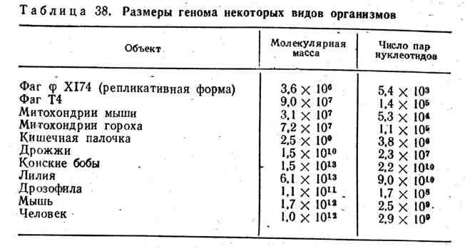 Таблица геномов. Размеры геномов организмов. Размер генома разных видов таблица. Размер генома растений.