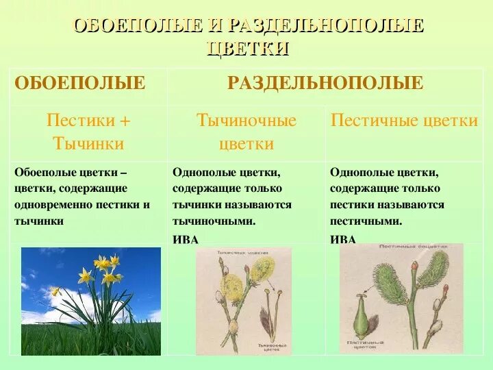 Называется обоеполым. Растения раздельнополые и обоеполые. Цветки однополые, растение однодомное. Цветки обоеполые растение двудомное. Цветки обоеполые и раздельнополые 6 класс биология.