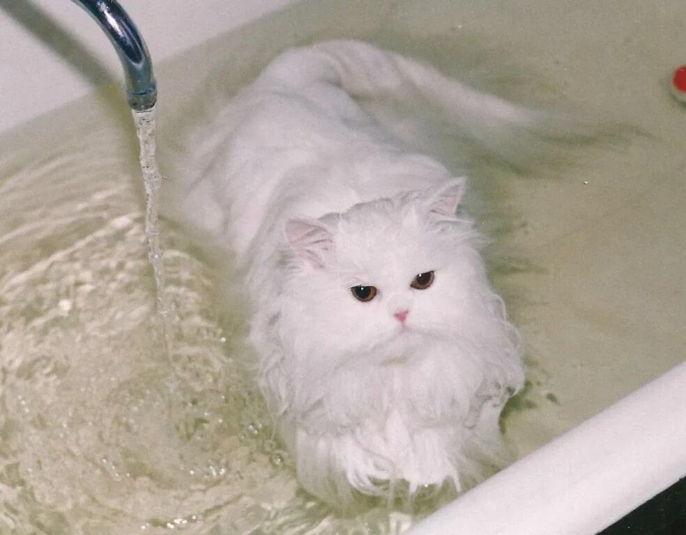 Можно мыть кошек мылом. Купание кота. Мытье кота. Кошка моется. Кошки длинношерстные моются.