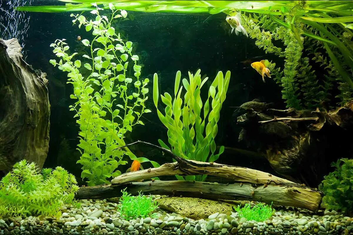 Красивые аквариумы с растениями. Akvarium s vodrislimi. Аквариум с растениями и рыбками. Водоросли для аквариума.
