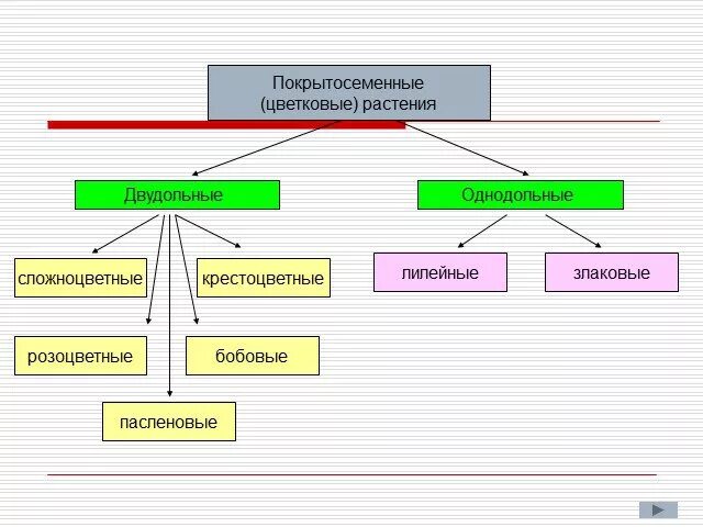 Деление покрытосеменных на классы. Классификация покрытосеменных растений схема. Классификация цветковых растений схема. Классификация покрытосеменных растений класс двудольные. Систематика цветковых растений.