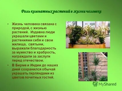 Использование растений в жизни человека