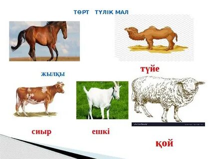 Барлық фотосуреттер трусиктердегі ит стилінде орналасқан.