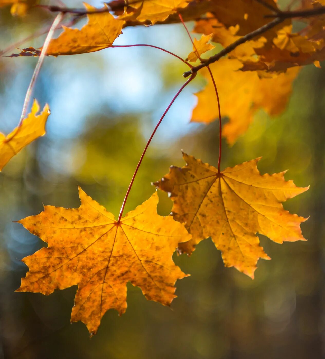 Осень листья давно облетели. Осенний клен. Осень клен. Клен осенью. Осенний клен картинки.