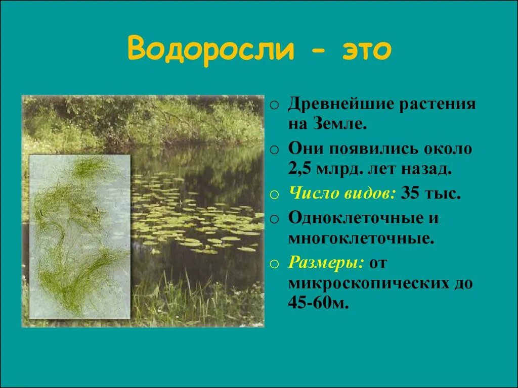 Когда появились водоросли