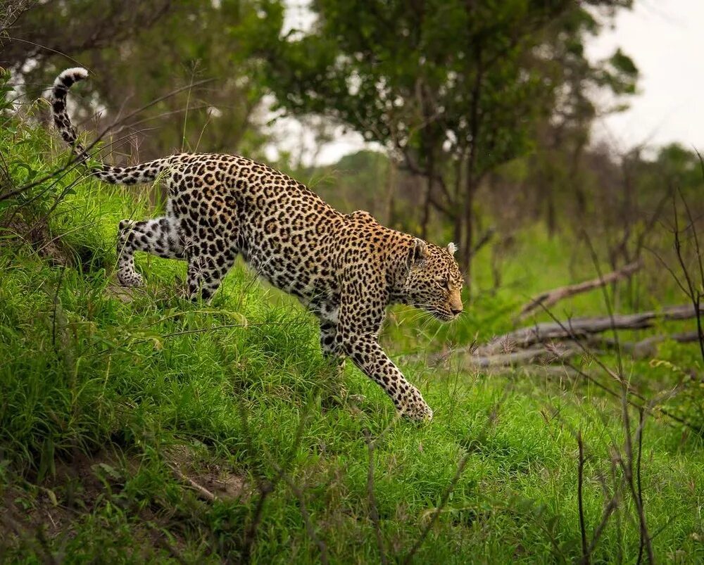 гривастый гепард. закаспийский гепард. леопарды в дикой природе. дымчатый леопард меланист. ягуар и леопард.