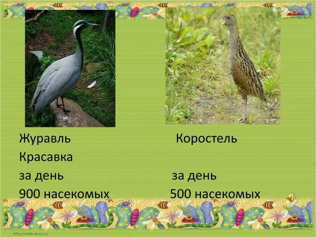 Образ журавля. Разновидности журавлей. Что олицетворяет журавль. Журавль описание. Журавли ударение.