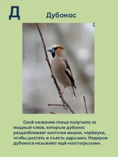 Свое имя эта птица получила