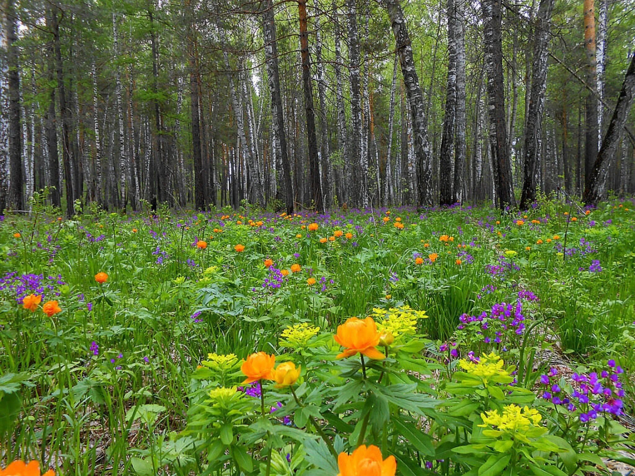 Лесное разнотравье. Цветы Медуница огоньки Сибирь Поляна. Купальница Сибирская. Разнотравье Сибири жарки. Разнотравье Забайкалья.