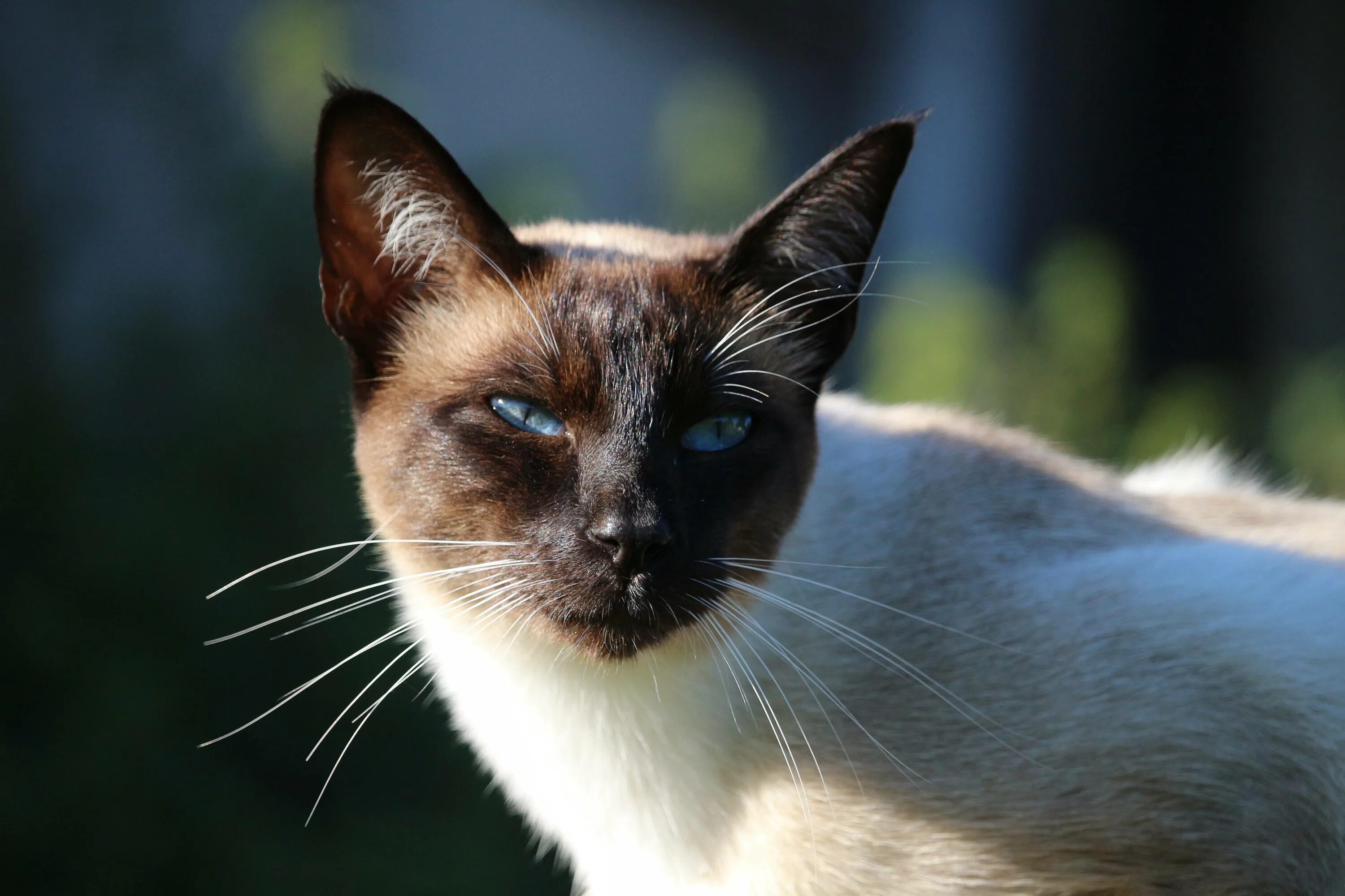 Фотографии кошек породы сиамских кошек. Сиамская Балинезийская кошка. Балинезийская кошка короткошерстная. Королевский сиамский кот. Сиамская кошка гладкошерстная.