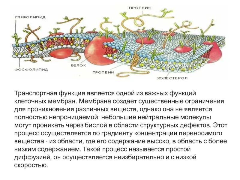 Транспортной функцией обладают. Транспортная функция клеточной мембраны. Транспортная функция мембраны. Функции мембраны клетки. Функции мембраны транспортная функция это что.