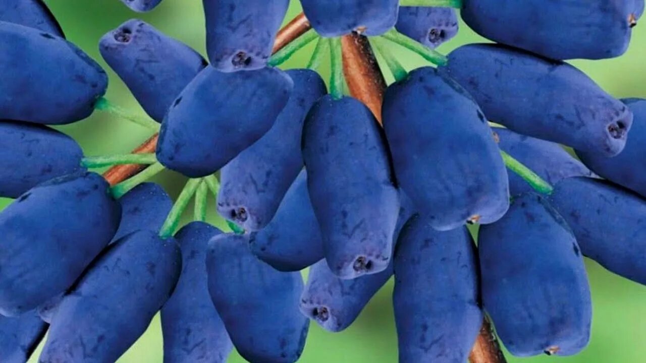 Лучшие сладкие сорта жимолости. Жимолость Югана. Lonicera caerulea. Жимолость Блю банана. Жимолость Берри Блю описание сорта.