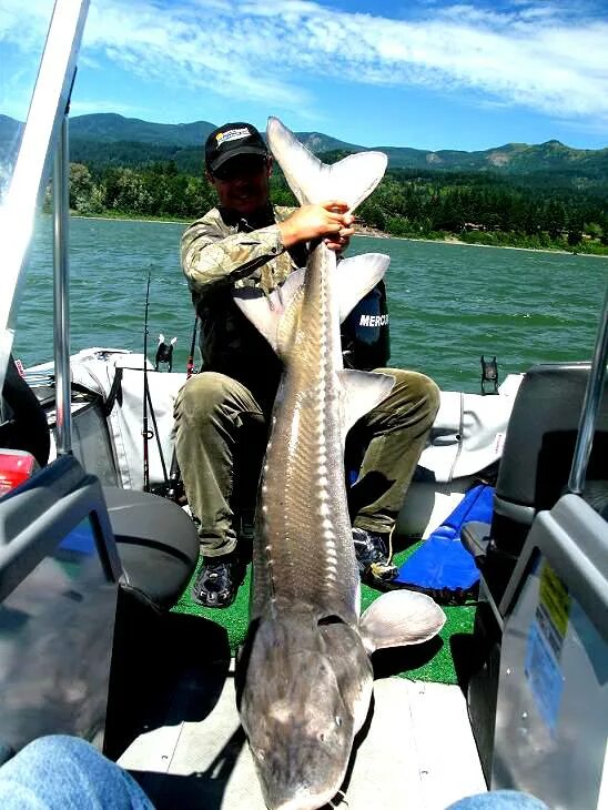 На что ловить осетра на рыбалке. Ловля осетра. рыбалка на осетра. рыбак с осетром. рыбалка большой осетр.