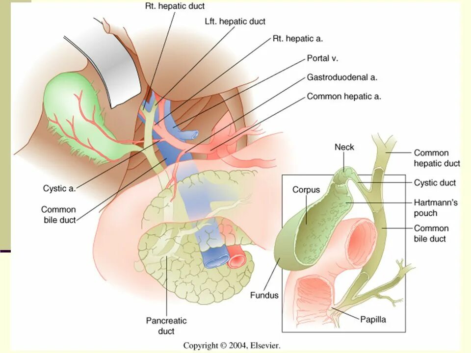 Practical anatomy. Practical anatomy