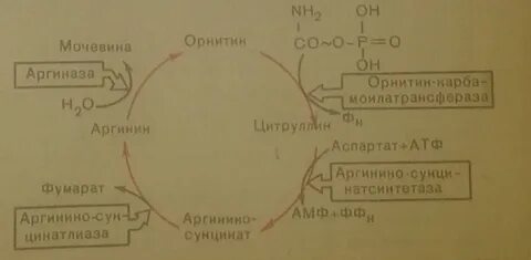 Свободный аммиак