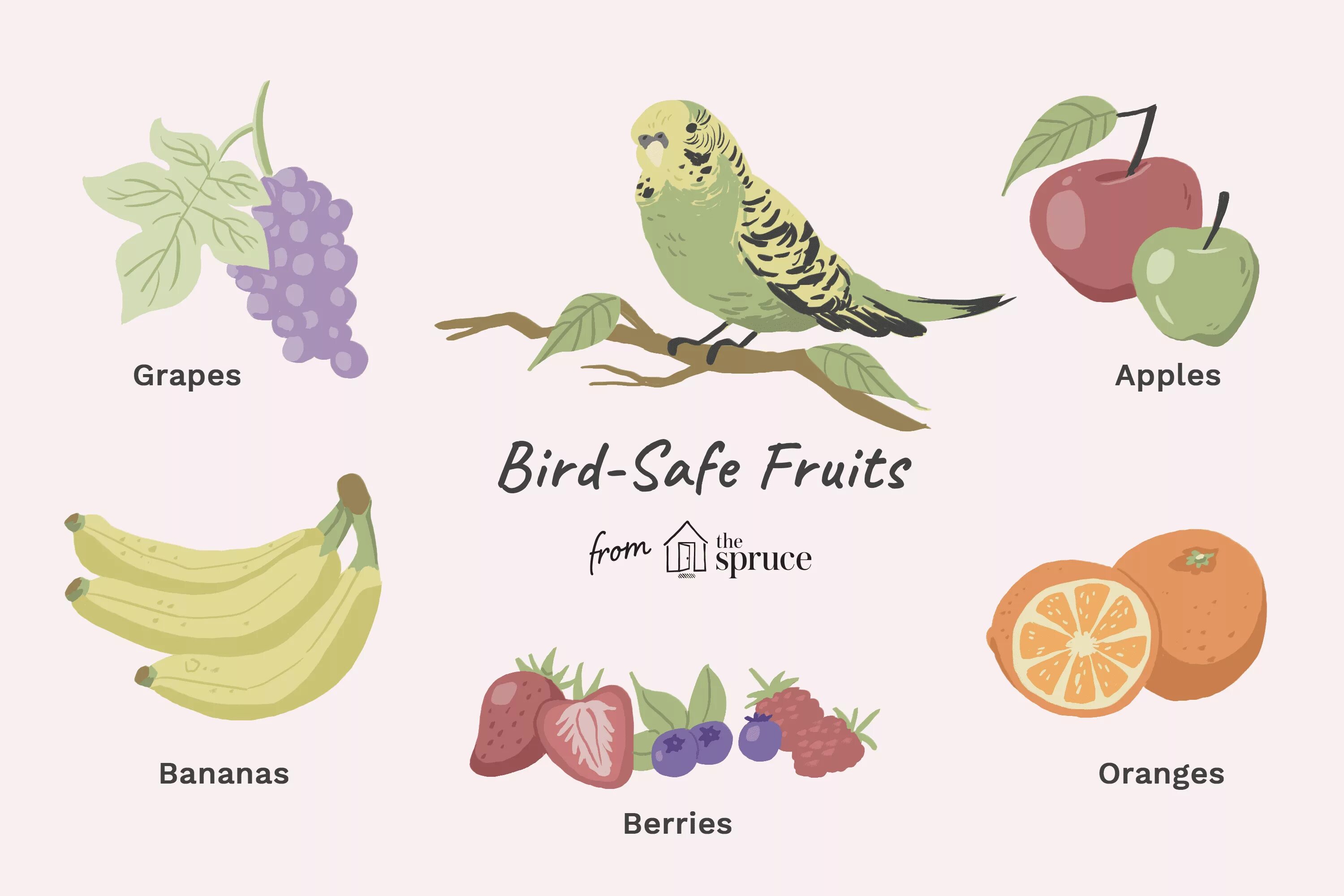 The fruits are together перевод. Птицы и фрукты. Food for Birds. Bird Falcon Fruit блок Фрутс. Food for Parrots.