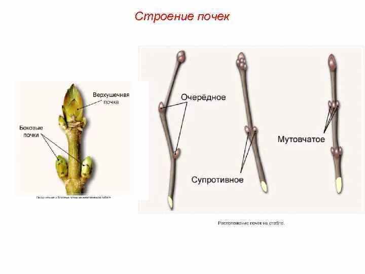 Тип расположения почек очередное супротивное мутовчатое Контрольная работа по биологии за I полугодие (6 класс)