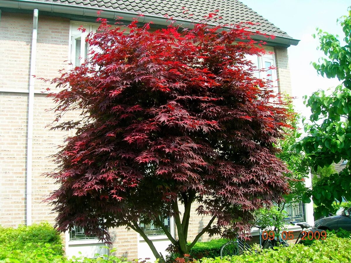 Красный клен питомник каталог. Клен веерный atropurpureum. клен дланевидный acer palmatum. клен дланевидный atropurpureum. клен веерный гарнет.