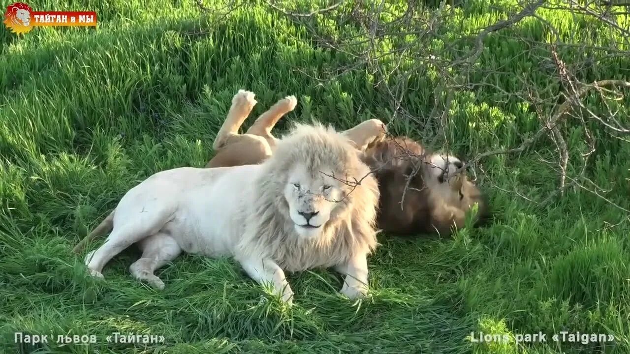Гамадрил люська тайган на ютубе. Гамадрил люська тайган на ютубе