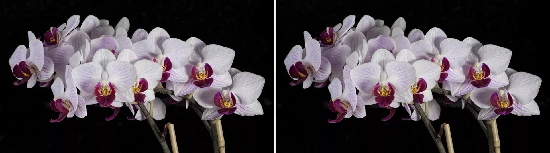 Gem stripe. Фаленопсис phal. little gem stripes. фаленопсис little gem stripes peloric. орхидея phal. little gem stripe. little gem stripes орхидея.