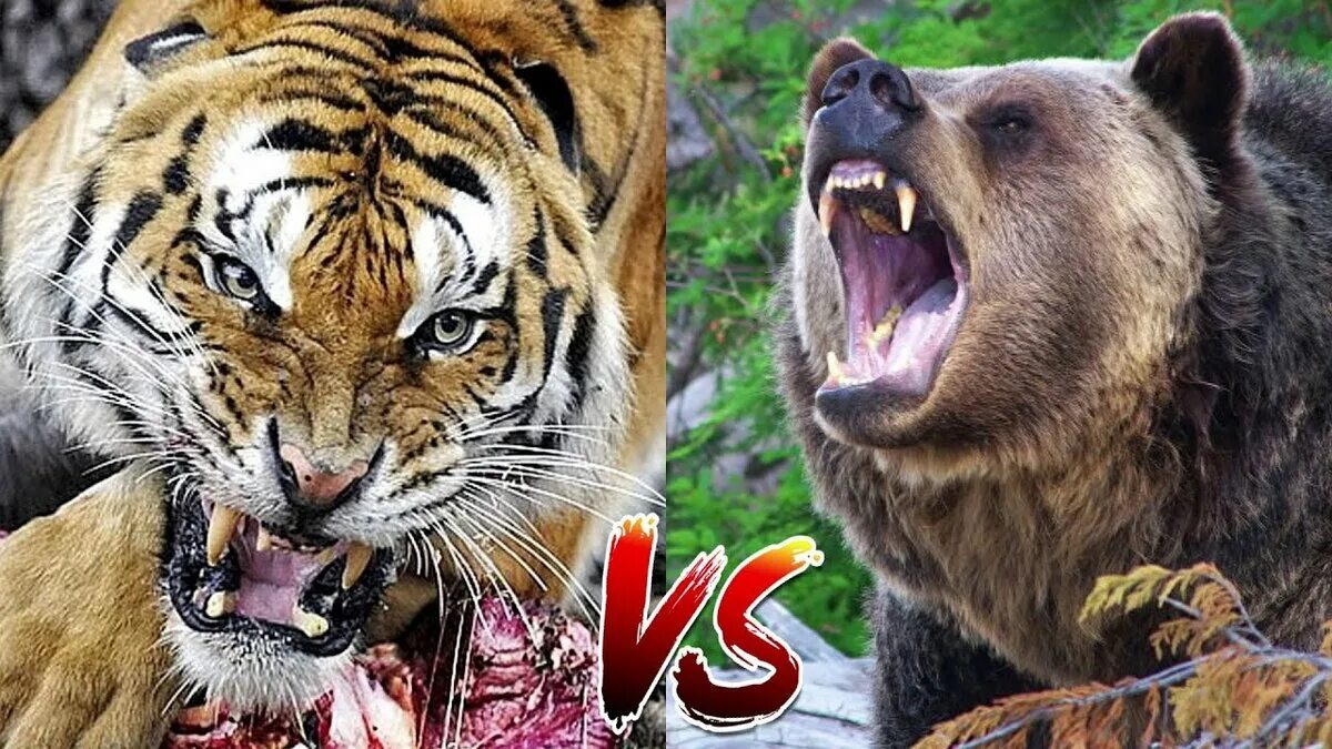 Тигр лев и медведь. Кадьяк против тигра. Уссурийский медведь против тигра. Медведь Гризли против тигра. Амурский тигр против медведя.