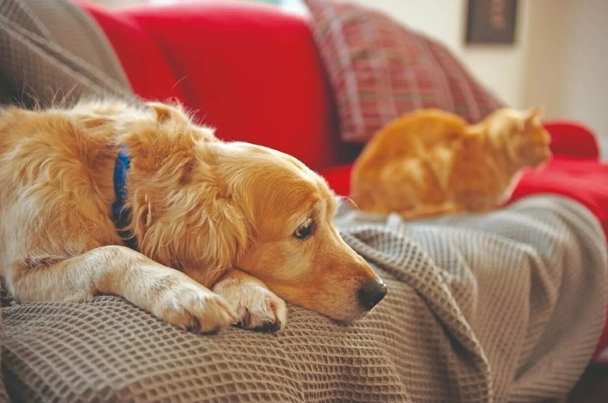 Домашние кошки и собаки. Домашние питомцы. Собака для детей. Мальчик с собакой. Собаки как домашние питомцы.