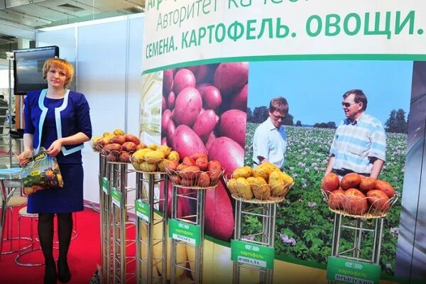 картофель чебоксары