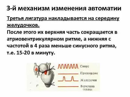 Сокращение сердца лягушки