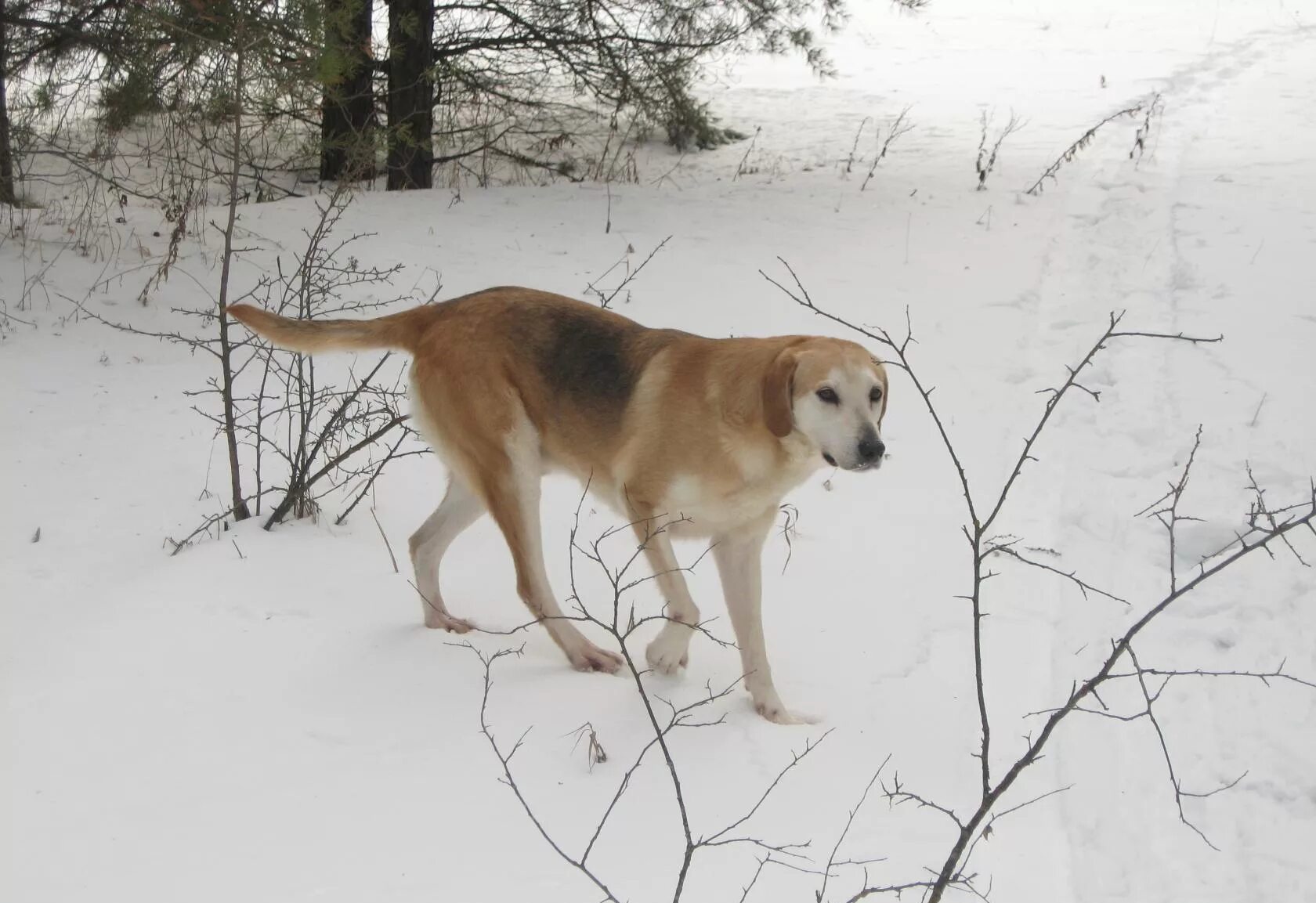 Гончие 1 7