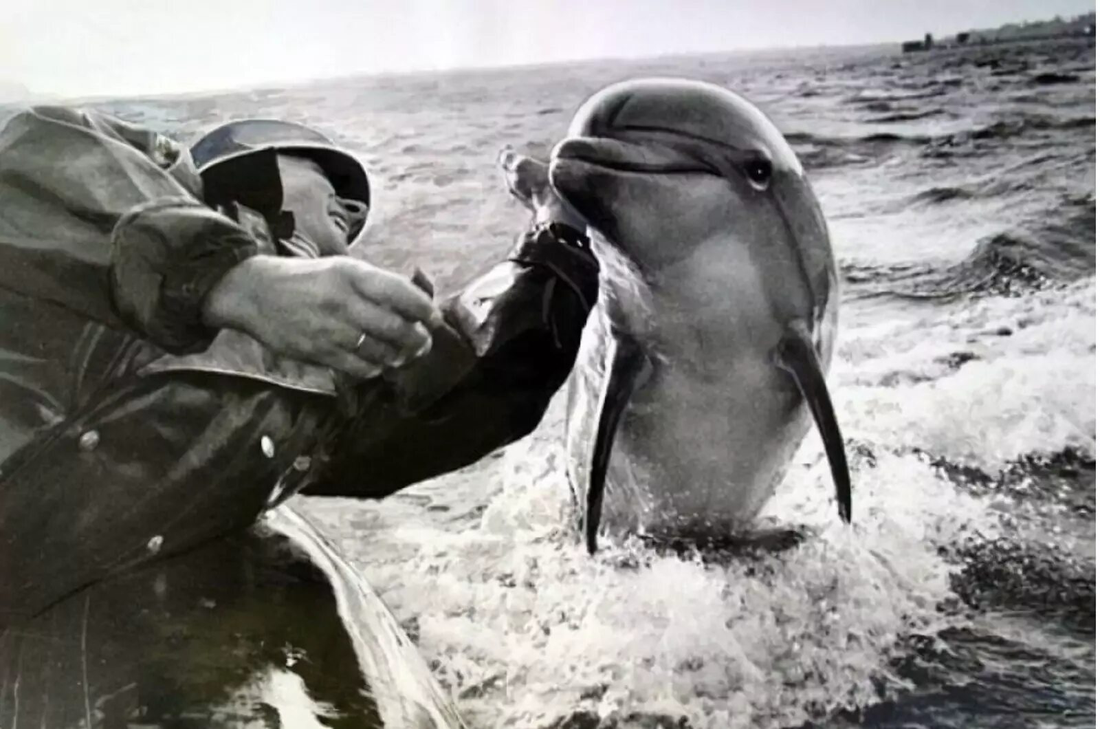 Боевые дельфины в крыму. Боевые дельфины в крыму. Боевой дельфин. Дельфин диверсант. Боевые дельфины в крыму.