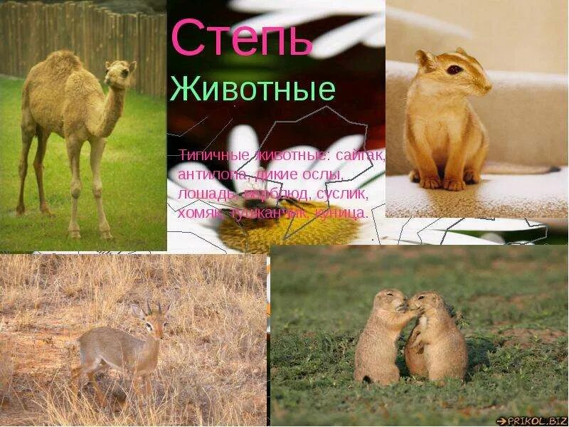 Какие животные являются типичными обитателями зоны степей. Типичные животные степи. животные степи презентация. животные степной зоны.