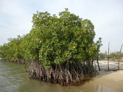 Mangrove tree