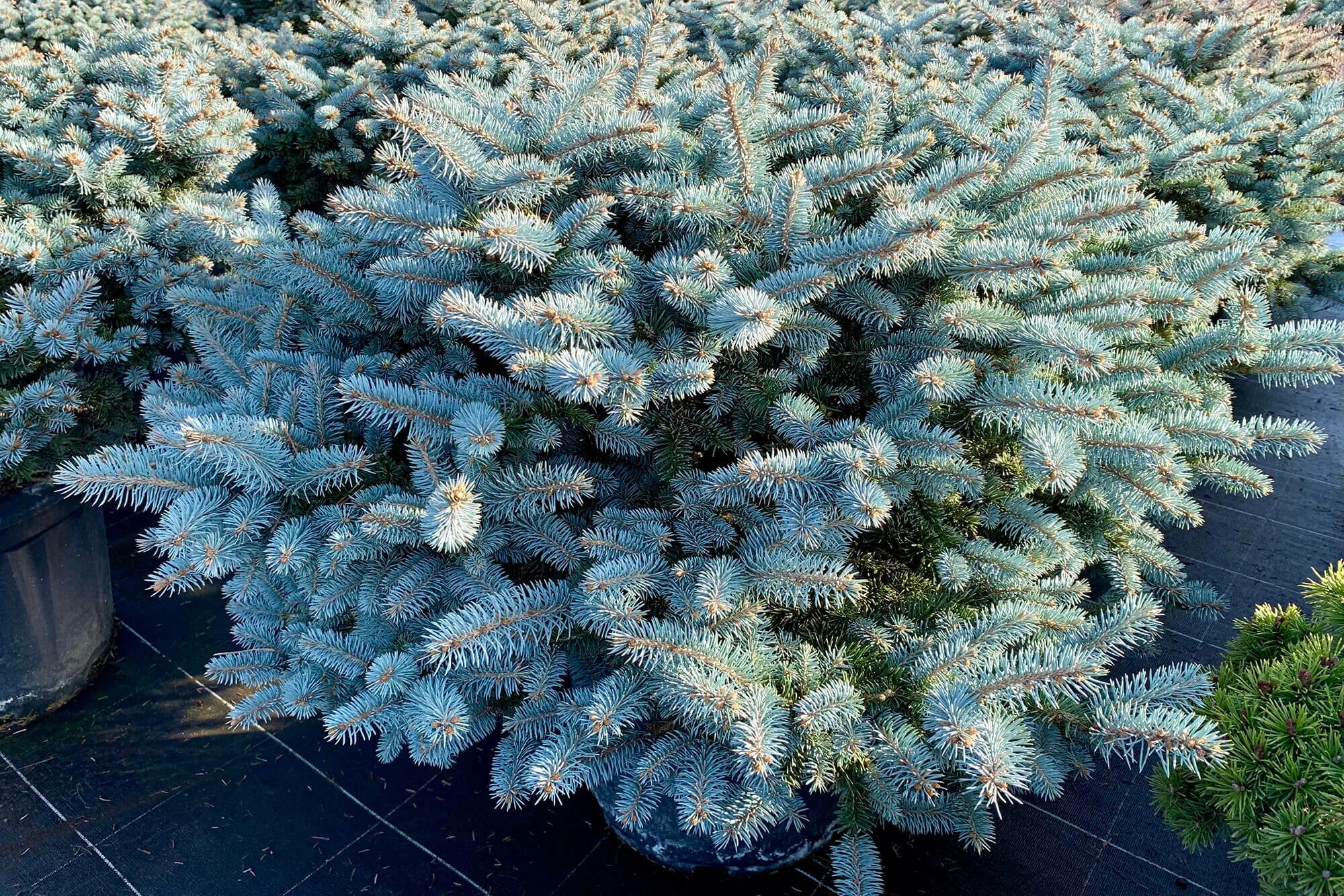 Глаука глобоза купить. Ель колючая Глаука Глобоза. Picea pungens 'glauca globosa'. Ель колючая голубая Глаука. Ель колючая голубая Глаука Глобоза.