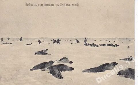 Белое море охота