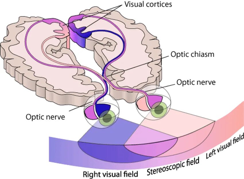 Проводящие пути зрительного анализатора анатомия. Зрительный нерв хиазма зрительный тракт. Зрительный анализатор зрительный Перекрест. Зрительная хиазма анатомия. Переработка информации в зрительной коре