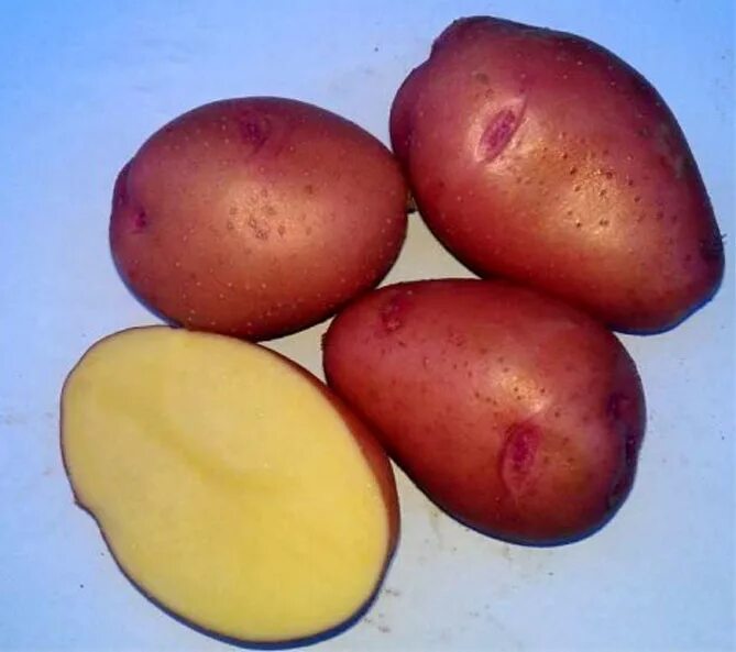 Сорт картофеля ранний характеристика отзывы. Картофель Розара. Семенной картофель Розара. Розарио сорт картофеля.