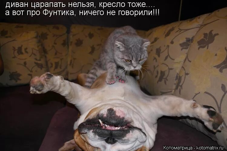 А я вот тоже а то. Анекдоты про кошек. Тут нету. Смешные рыжие котята с надписями. Да ты что картинки.