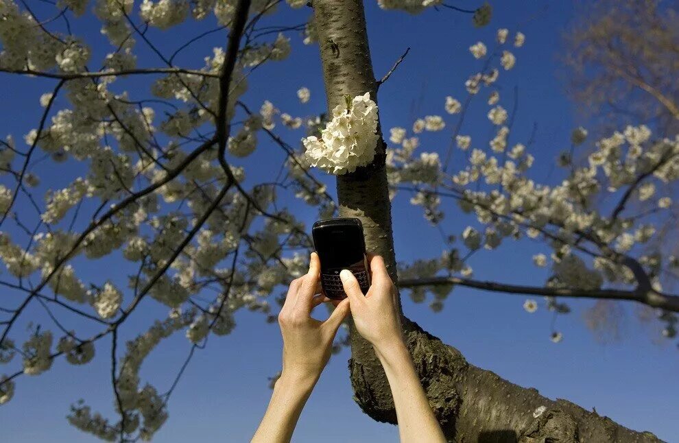 девочка с корзинкой подснежников. человек открыл весну. человек открыл весну. девушка с подснежниками живопись. весеннее стихотворение.