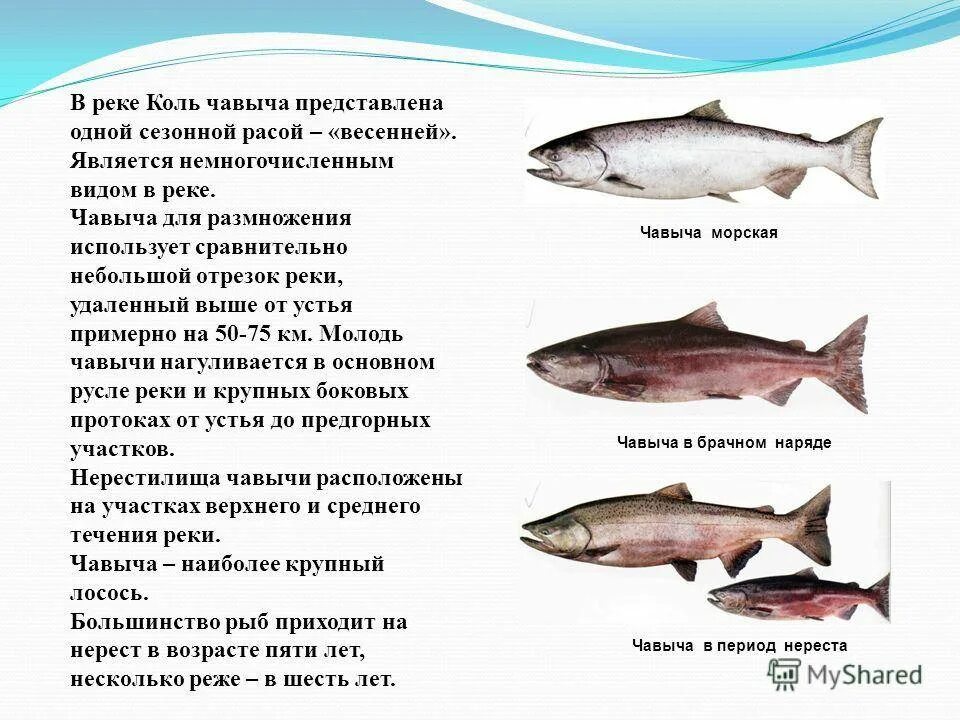 Польза и вред лососевых рыб. Чавыча рыба. Чавыча семейство лососевых. Чавыча вес рыбы. Чавыча описание.