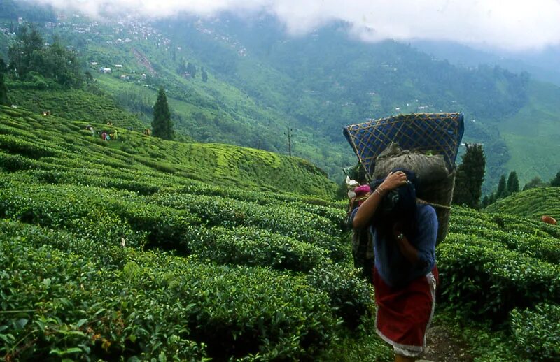 B0k3p india. Дарджилинг чайные плантации. Индия Дарджилинг чайные плантации. Дарджилинг плантация чая. Плантации чая в Дарджилинге.