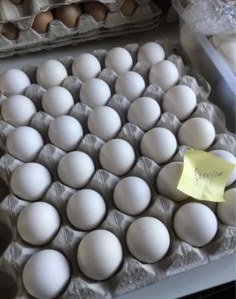 Инкубационное яйцо Леггорн. Борковская барвистая яйцо. Инкубационное яйцо Гриз бар. Леггорн белый стандарт яйцо. Куплю инкубационное яйцо доминанта