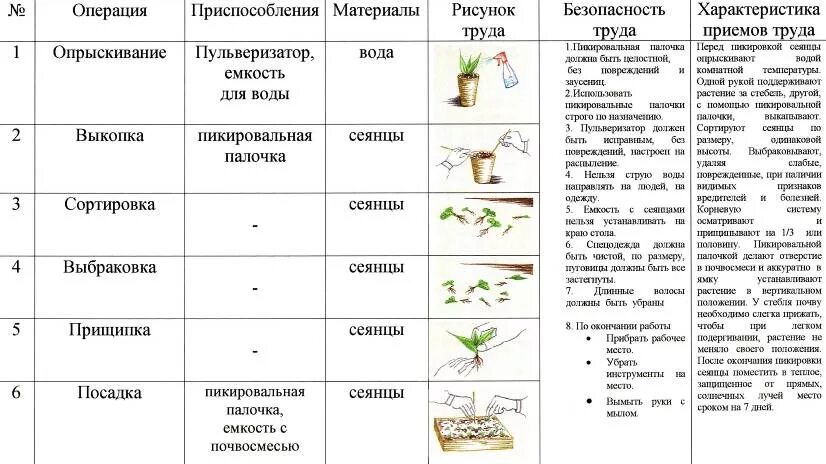 Технологическая карта на посев семян и пикировку всходов бархатцев. Пикировка томата технологическая карта. Технологическая карта на пикировку всходов. Технологическая карта высадки рассады томатов в. Установите последовательность этапов выращивания растения