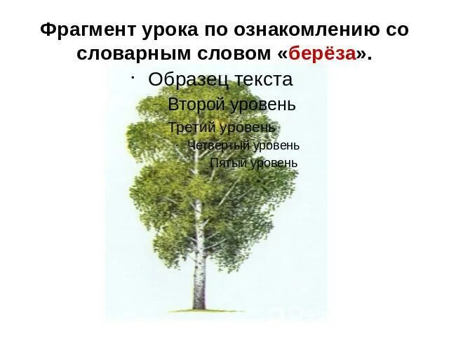 Словарная работа со словом береза. Происхождение слова береза. Слово береза. Береза лексическое значение. Этимология слова береза.