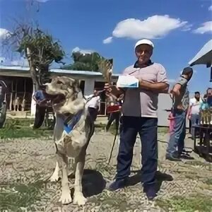 Басхан парий. Басхан парий порода собак. басхан парий волкодав. карачаевский волкодав басхан. карачаевская порода собак басхан парий.